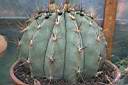FEROCACTUS HISTRIX.jpg